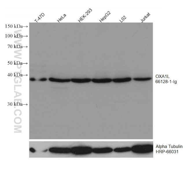 OXA1L Antibody in Western Blot (WB)