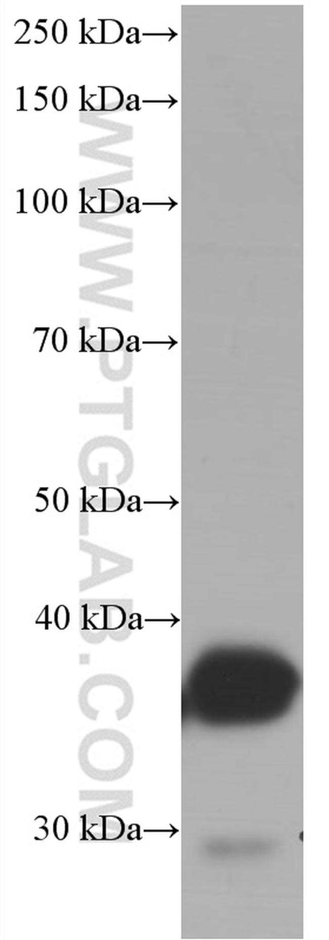 ARG1 Antibody in Western Blot (WB)