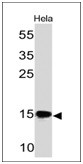 SUMO-2/3 Antibody in Western Blot (WB)