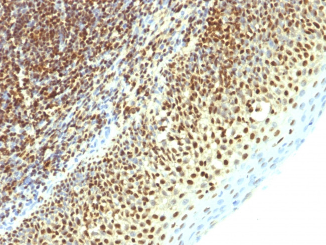 SUMO-2 Antibody in Immunohistochemistry (Paraffin) (IHC (P))