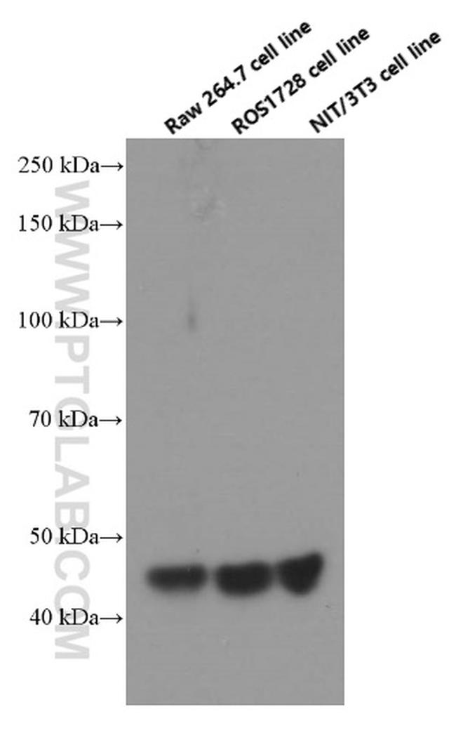 RPL3 Antibody in Western Blot (WB)