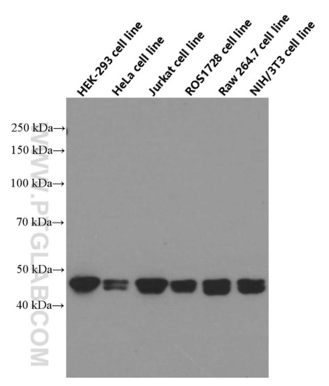 RPL3 Antibody in Western Blot (WB)