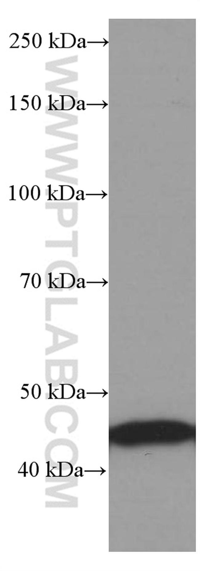 RPL3 Antibody in Western Blot (WB)