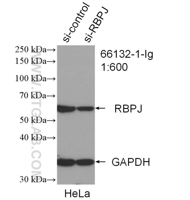 RBPJ Antibody in Western Blot (WB)