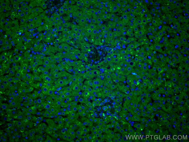 GOSR2/Membrin Antibody in Immunohistochemistry (PFA fixed) (IHC (PFA))