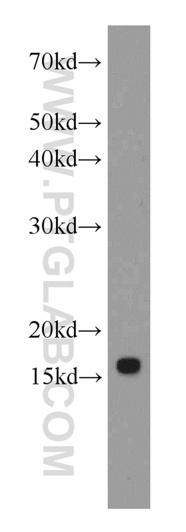 IFITM2 Antibody in Western Blot (WB)