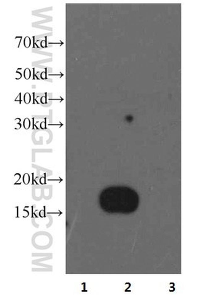 IFITM2 Antibody in Western Blot (WB)