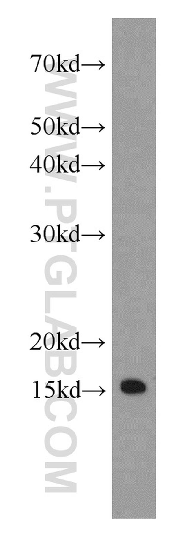 IFITM2 Antibody in Western Blot (WB)