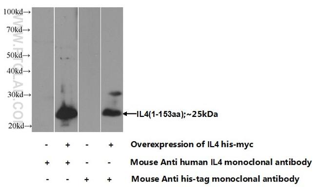 IL-4 Antibody in Western Blot (WB)