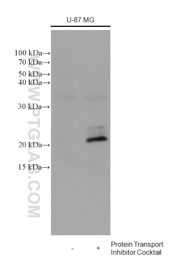 IL-6 Antibody in Western Blot (WB)