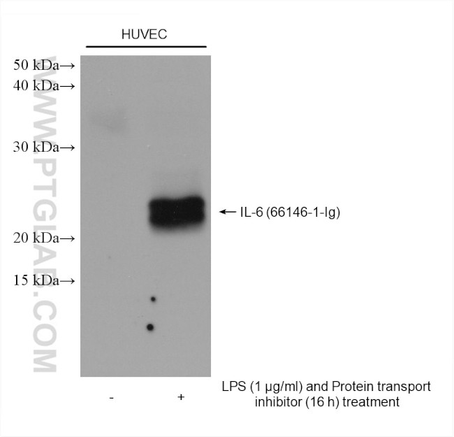 IL-6 Antibody in Western Blot (WB)