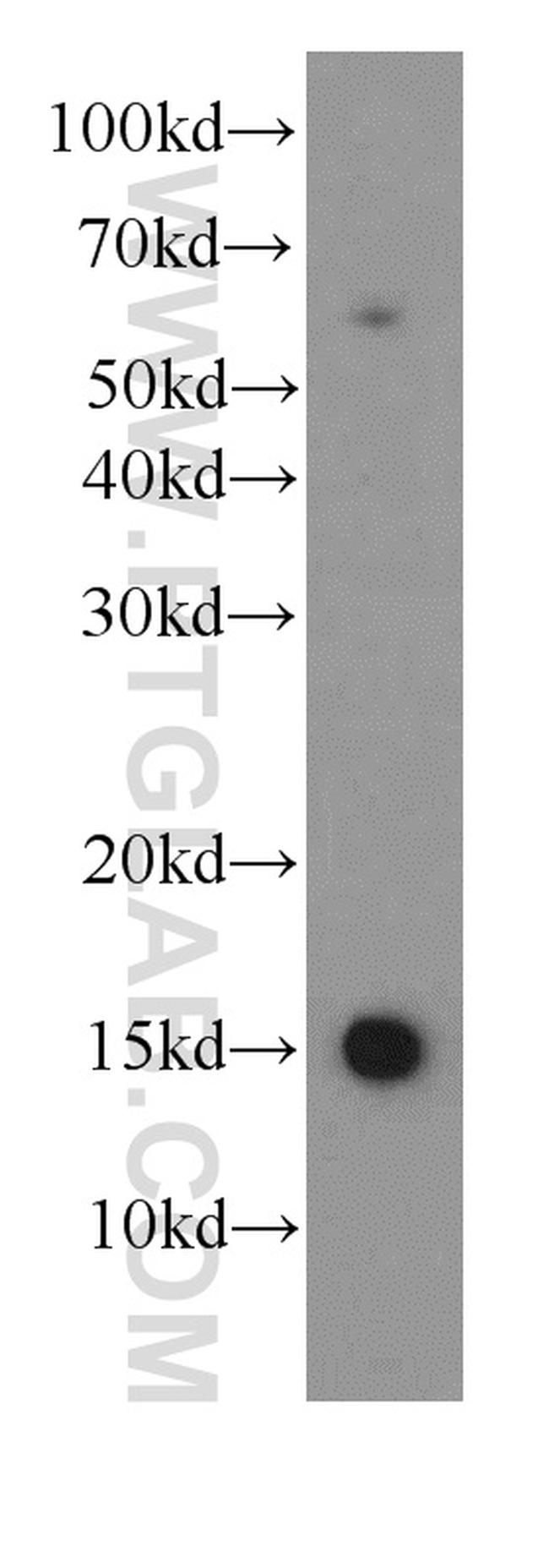 HBE1 Antibody in Western Blot (WB)