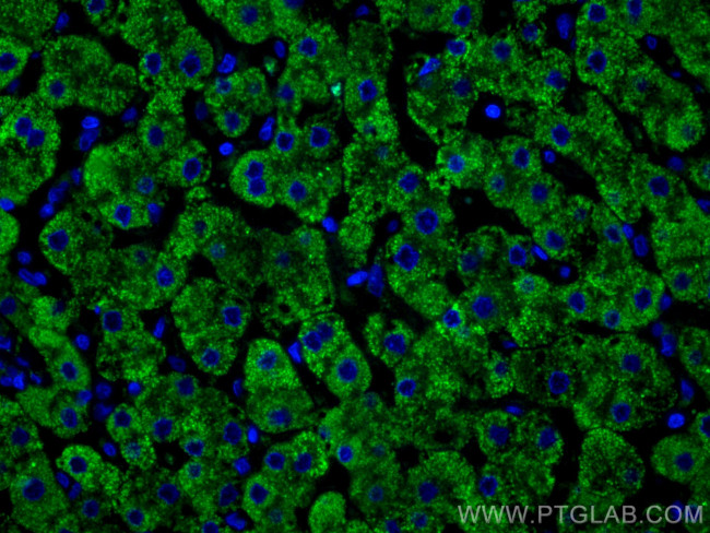 Complement factor B Antibody in Immunohistochemistry (PFA fixed) (IHC (PFA))