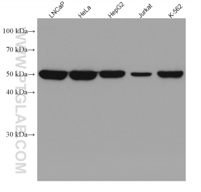 NAPRT1 Antibody in Western Blot (WB)