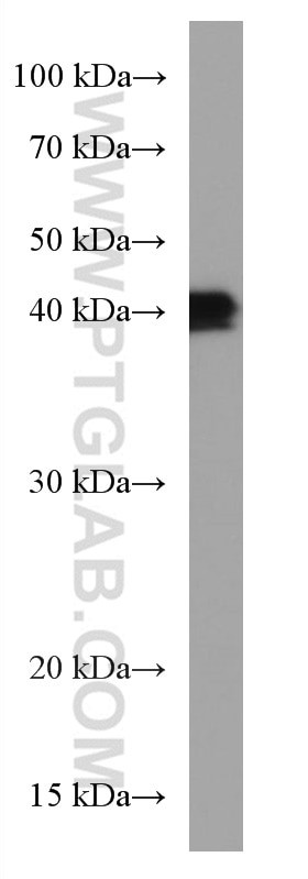 BMI1 Antibody in Western Blot (WB)