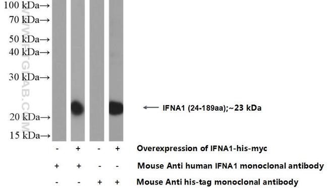 Interferon alpha Antibody in Western Blot (WB)