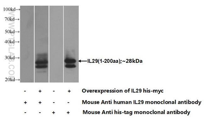 IL-29 Antibody in Western Blot (WB)