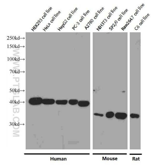 TBP Antibody in Western Blot (WB)