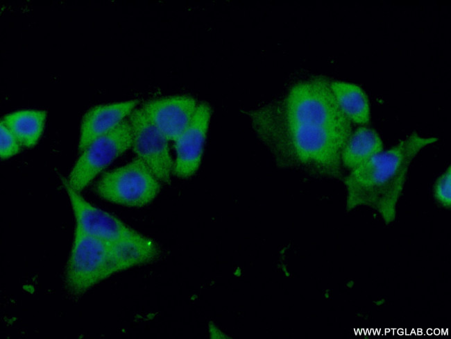 Caspase 9/p35/p10 Antibody in Immunocytochemistry (ICC/IF)