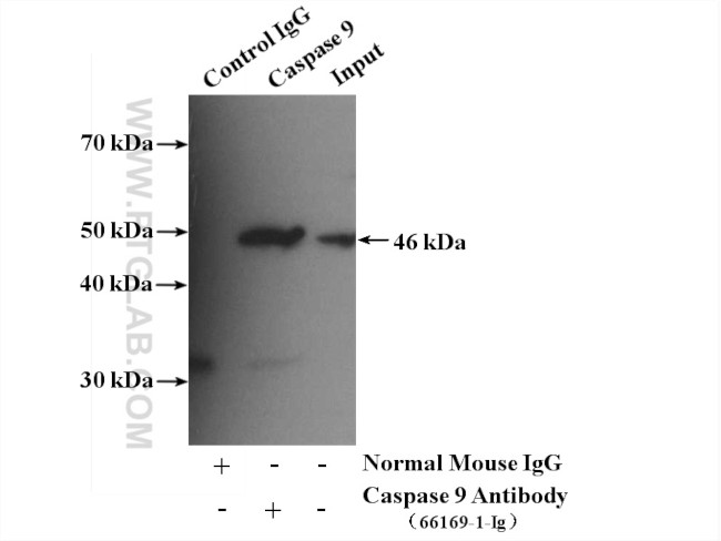 Caspase 9/p35/p10 Antibody in Immunoprecipitation (IP)