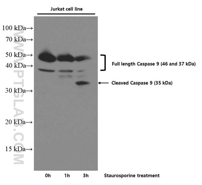 Caspase 9/p35/p10 Antibody in Western Blot (WB)