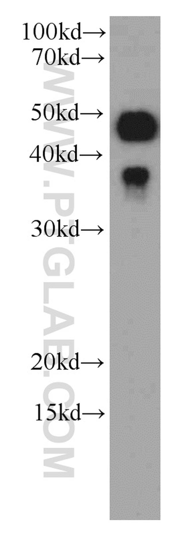 Caspase 9/p35/p10 Antibody in Western Blot (WB)