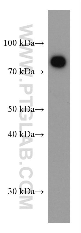 Transferrin Antibody in Western Blot (WB)