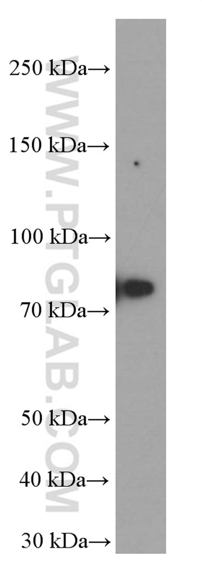 Transferrin Antibody in Western Blot (WB)