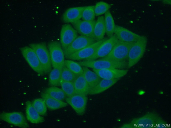 CNPY2/MSAP Antibody in Immunocytochemistry (ICC/IF)