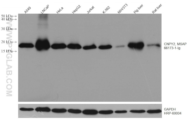 CNPY2/MSAP Antibody in Western Blot (WB)