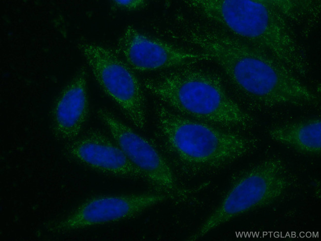 USP13 Antibody in Immunocytochemistry (ICC/IF)