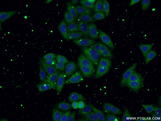 USP13 Antibody in Immunocytochemistry (ICC/IF)