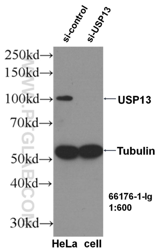 USP13 Antibody in Western Blot (WB)