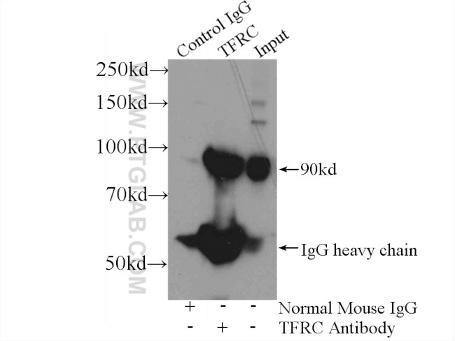 CD71 Antibody in Immunoprecipitation (IP)