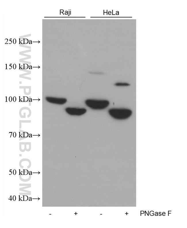 CD71 Antibody in Western Blot (WB)