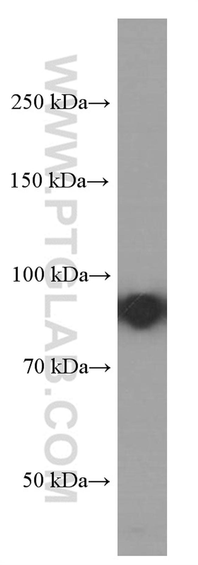 CD71 Antibody in Western Blot (WB)