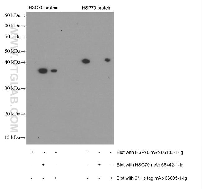 HSP70 Antibody in Western Blot (WB)