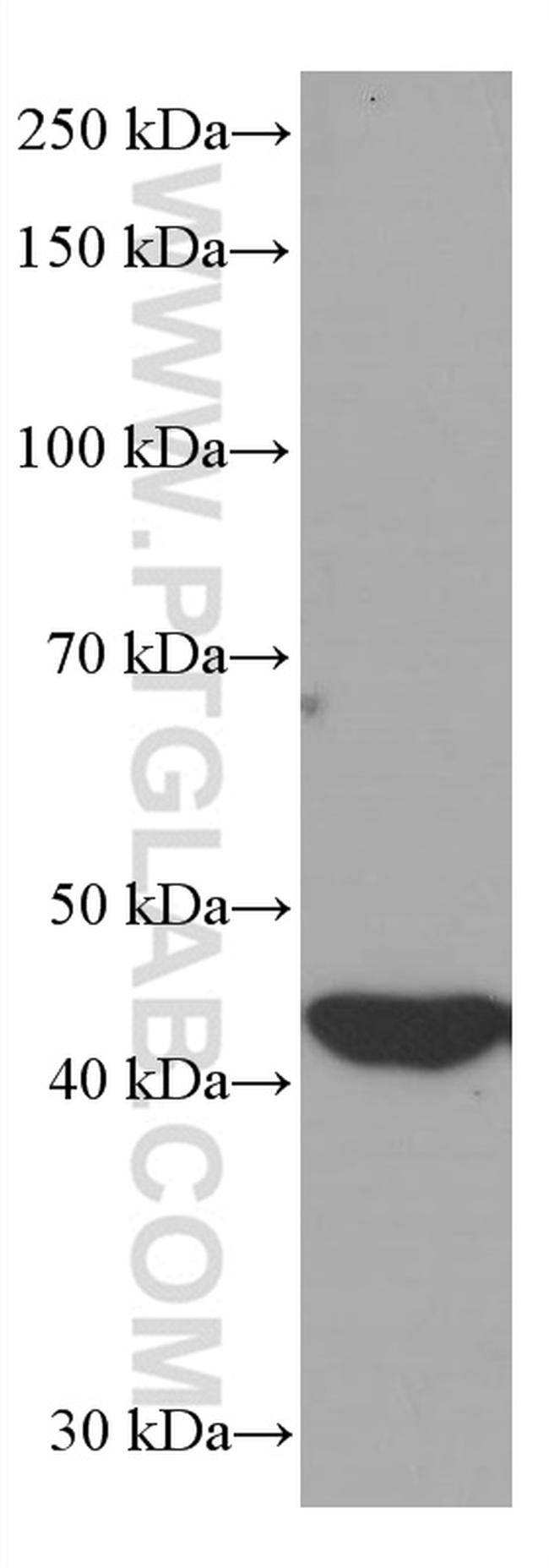 IDH1 Antibody in Western Blot (WB)