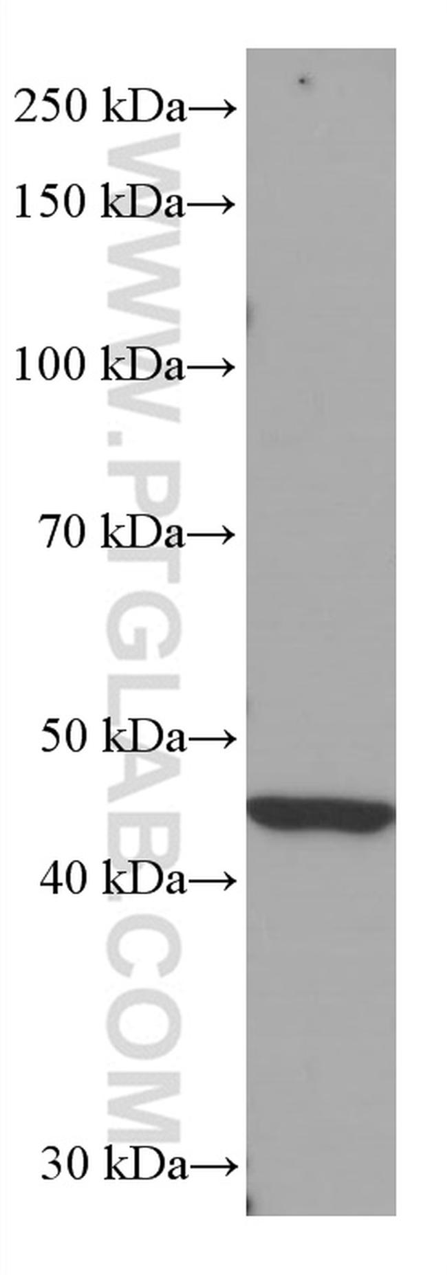 IDH1 Antibody in Western Blot (WB)