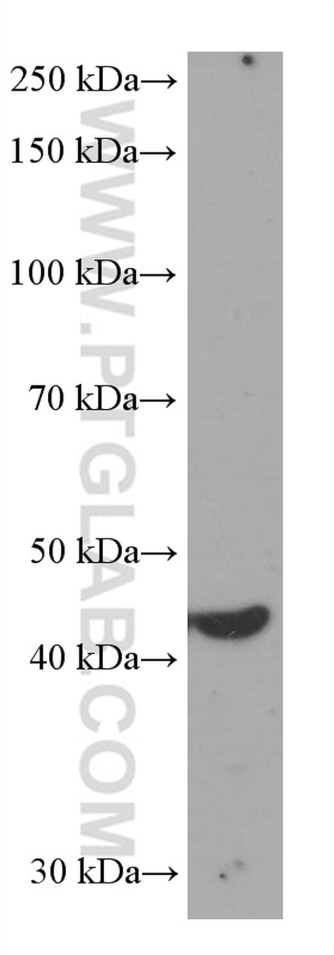 IDH1 Antibody in Western Blot (WB)