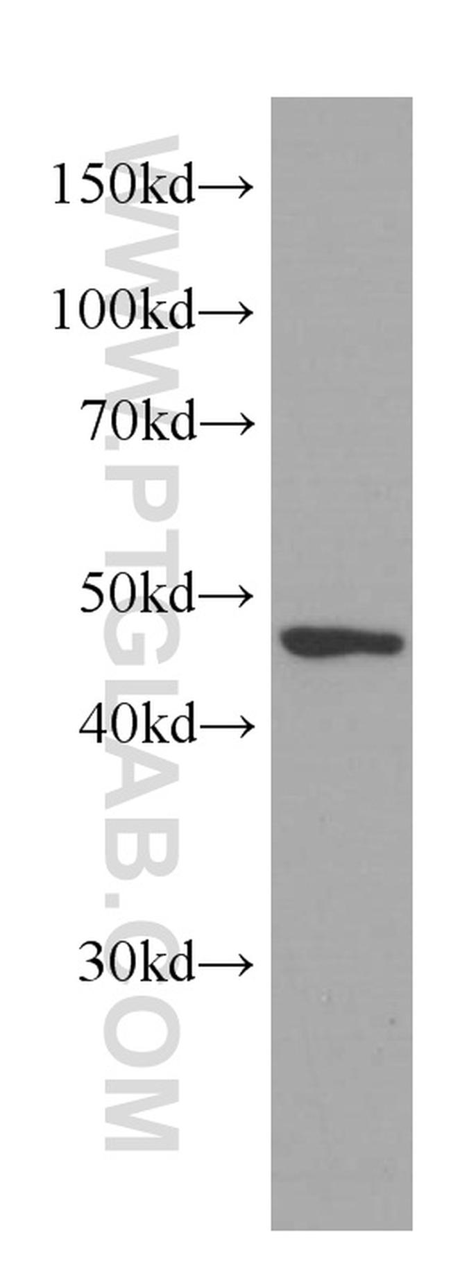 IDH1 Antibody in Western Blot (WB)