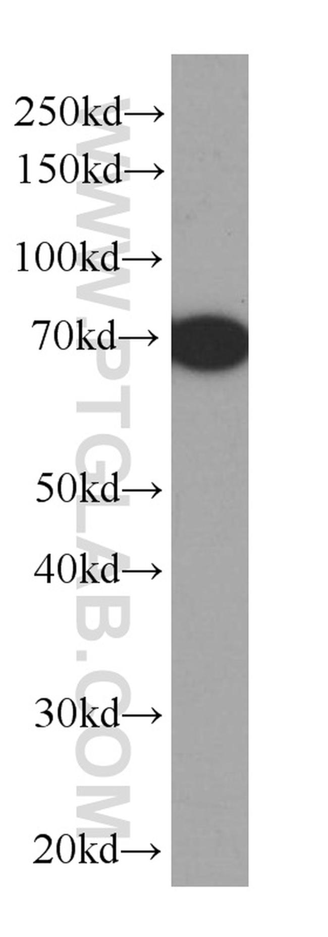 BSA Antibody in Western Blot (WB)