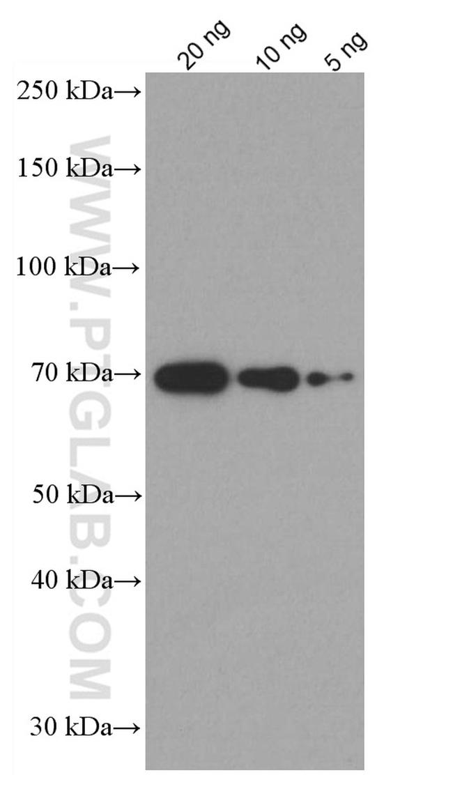 BSA Antibody in Western Blot (WB)