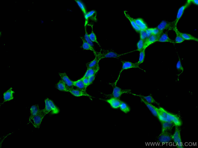 SERPINE2 Antibody in Immunocytochemistry (ICC/IF)