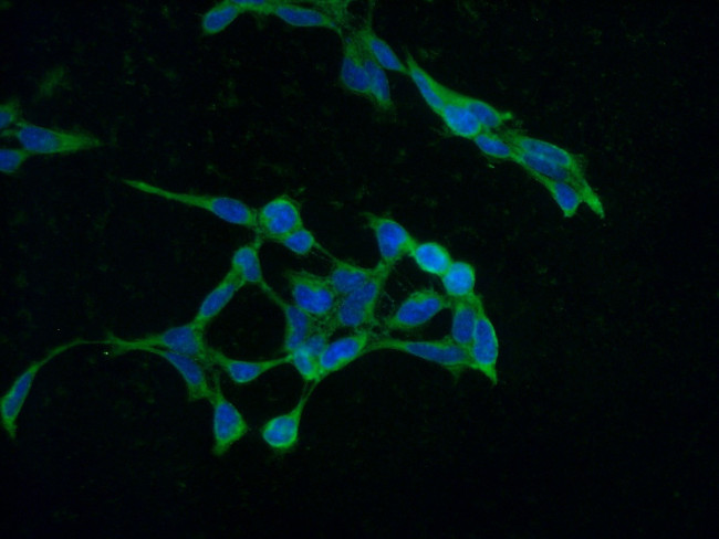 SERPINE2 Antibody in Immunocytochemistry (ICC/IF)