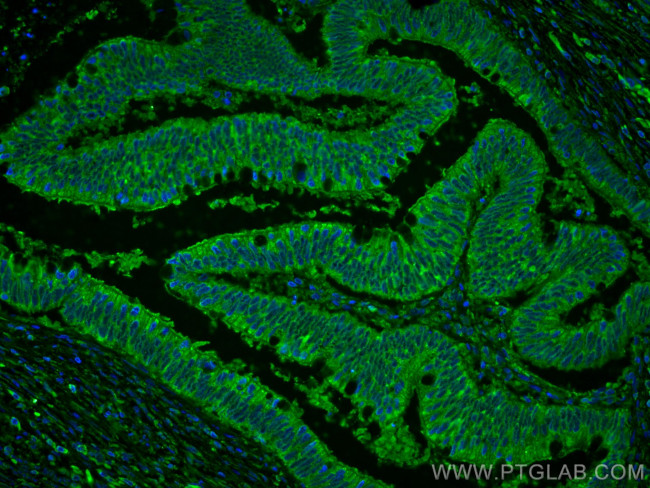 ST6GALNAC6 Antibody in Immunohistochemistry (PFA fixed) (IHC (PFA))