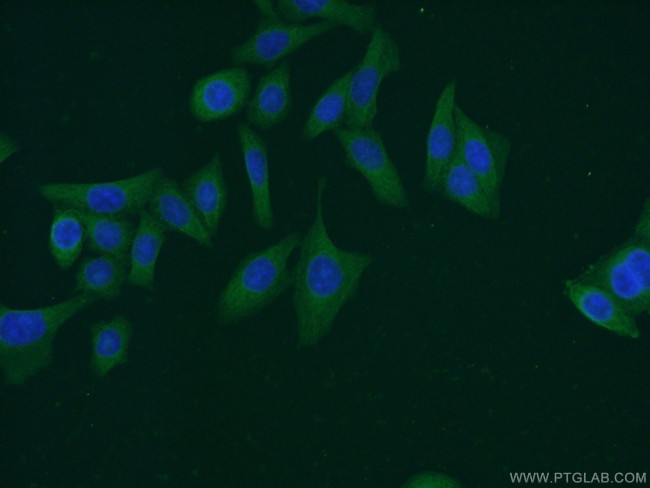 JNK Antibody in Immunocytochemistry (ICC/IF)