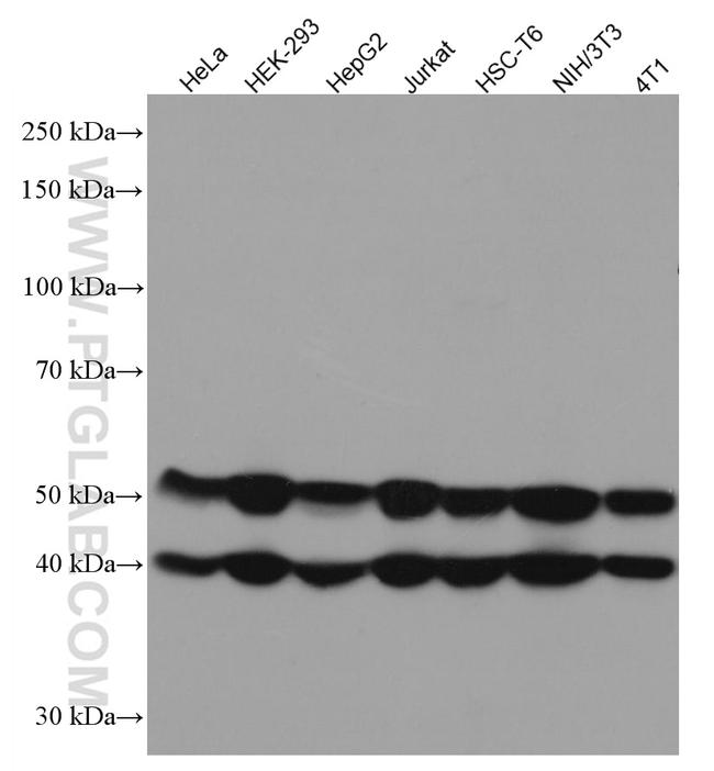 JNK Antibody in Western Blot (WB)