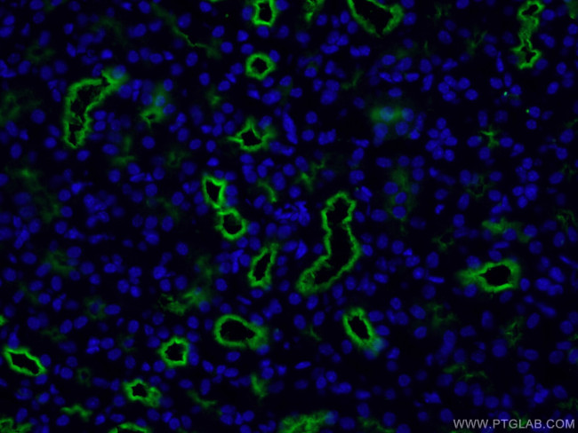 CD13 Antibody in Immunohistochemistry (PFA fixed) (IHC (PFA))