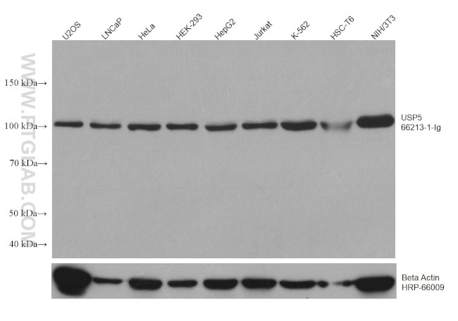 USP5 Antibody in Western Blot (WB)